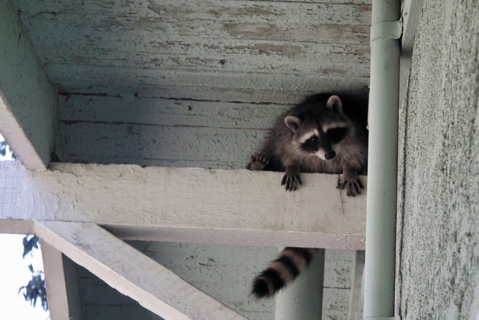Wildlife Removal and Prevention Specialist | A-1 Wildlife Control