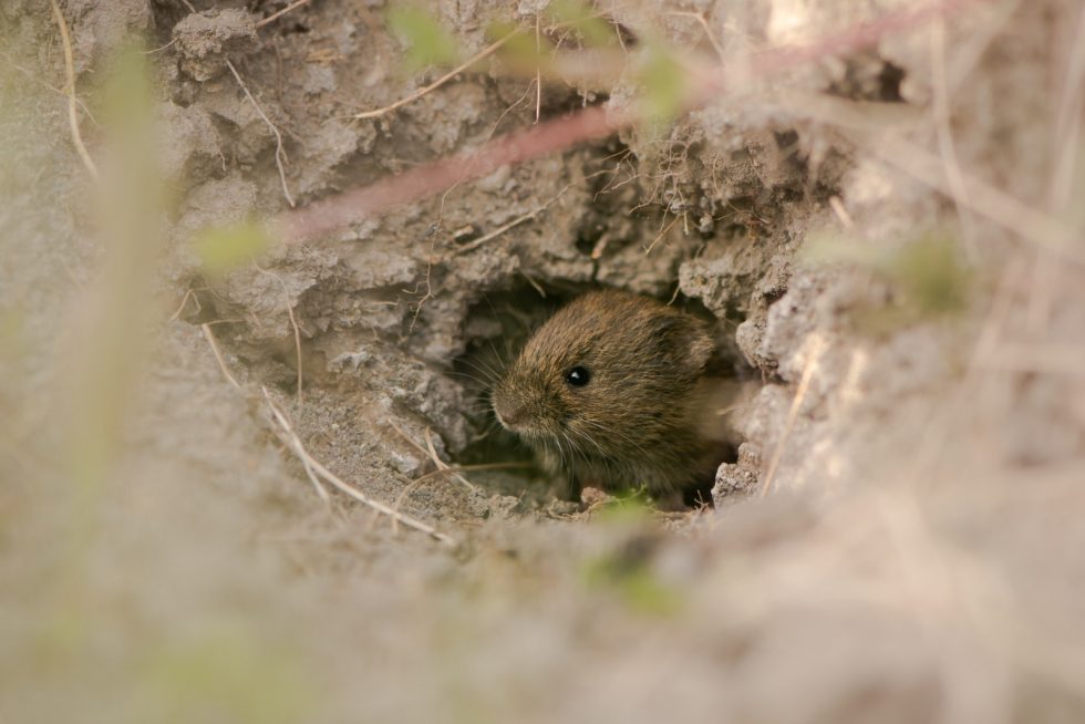 Wildlife Removal and Prevention Specialist | A-1 Wildlife Control