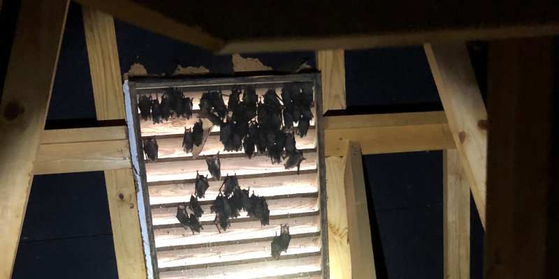 Bats in louvers