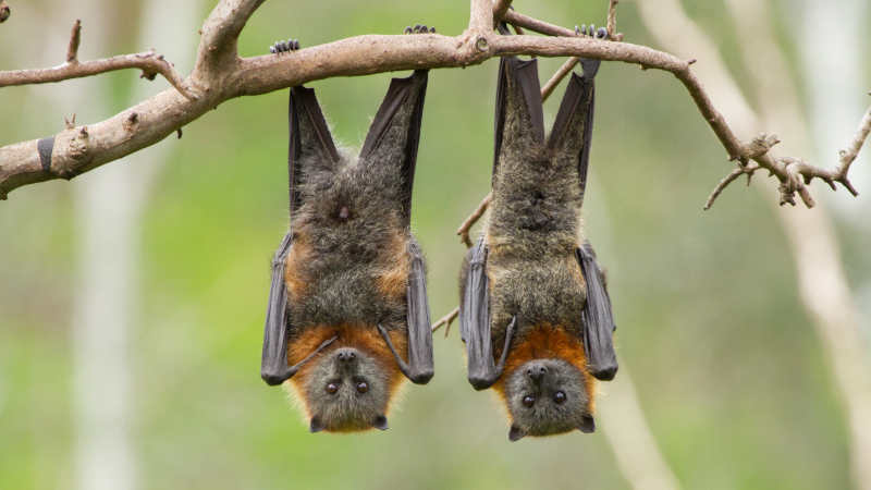 Bat Removal Regulations in North Carolina