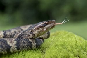 Snake Removal for Common Species in North Carolina