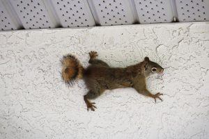 Wildlife Prevention: Strategies for Keeping Critters Out of Your Home