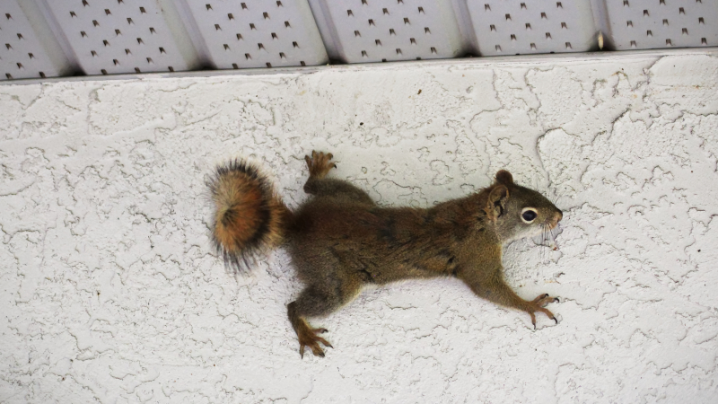 How to Avoid Needing Squirrel Removal