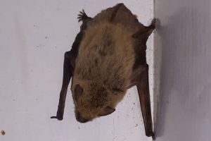 Bat Removal: How to Get Bats Out of Your Home