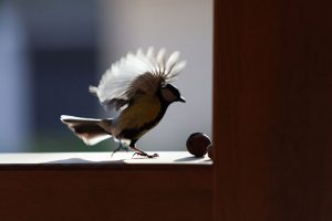 Bird Removal: What to Do if a Bird Gets Into Your Home