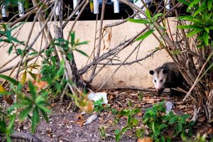 What You Need to Know About Possum Removal