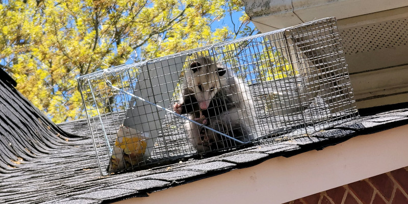 Possum Removal in Belmont, North Carolina