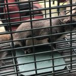 Animal Removal in Concord, North Carolina