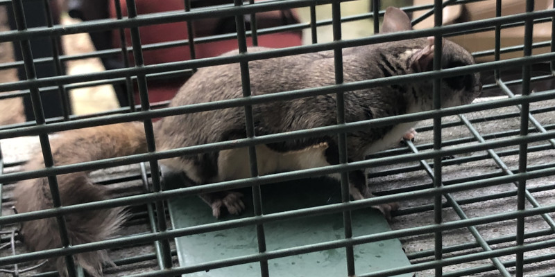 Animal Removal in Gastonia, North Carolina