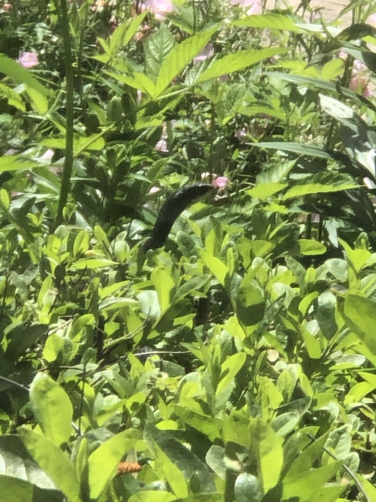 Look close do you see what I see. A black snake in the azaleas