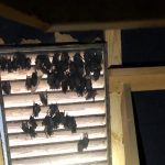 Bat Removal in Belmont, North Carolina