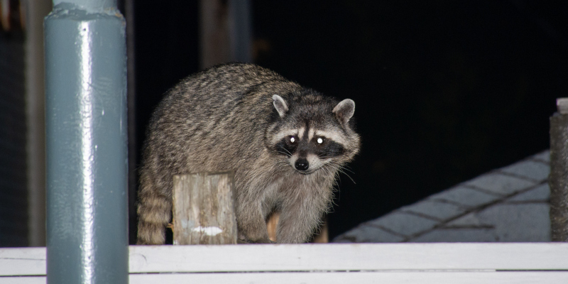 Raccoon Removal: Signs There’s a Raccoon in Your Attic | A-1 Wildlife