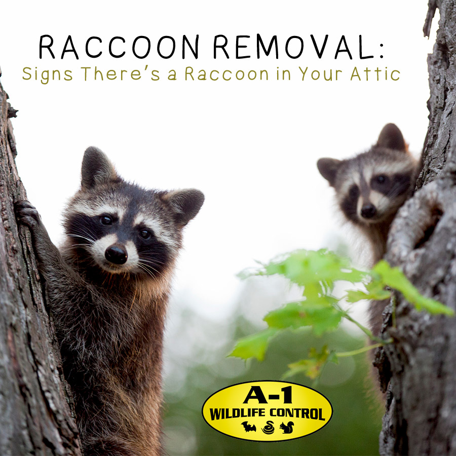 Raccoon Removal: Signs There’s a Raccoon in Your Attic | A-1 Wildlife