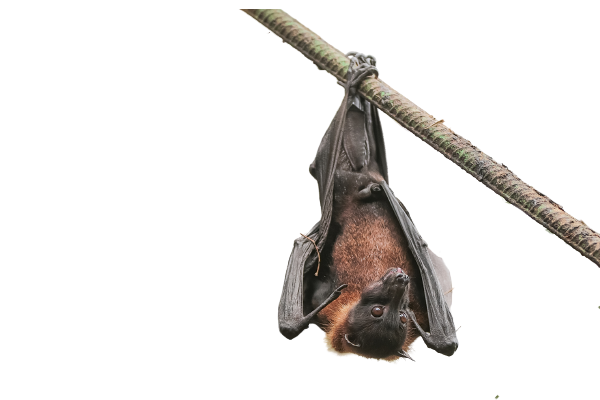 Bat Removal in Clover, South Carolina